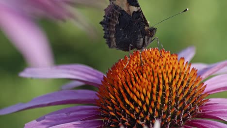 Néctar-De-Alimentación-De-Carey-Pequeño-En-Echinacea-Purpurea