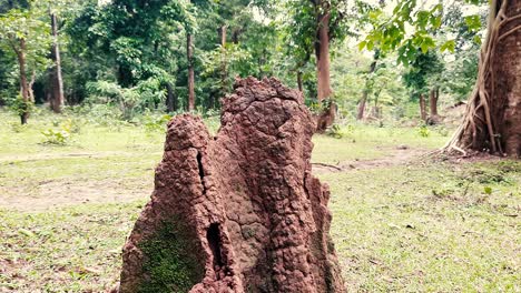 Zoom-in-shot-of-termite-mound-in-countryside