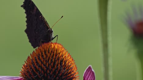 Small-Tortoiseshell-Butterfly-Feeds-On-Echinacea-Purpurea