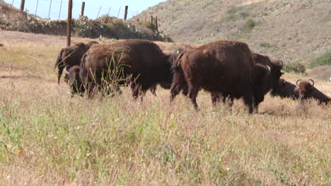 Still-Shot-of-a-Small-Herd-of-Buffalo---Bison-Grazing-in-a-Field-with-Mountains-in-the-Background-on-Catalina-Island,-California,-USA