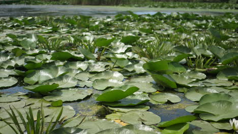 Beautiful-vegetation-on-wild-lake