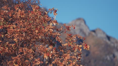 Eine-Nahaufnahme-Des-Ebereschenbaums-Mit-Hellen-Blättern-Und-Beeren