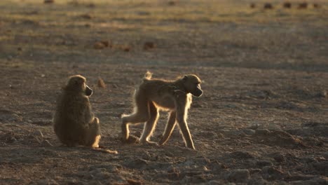 Baboon-troop-antics-in-early-morning-golden-light-on-a-dry-pan,-Khwai-Botswana