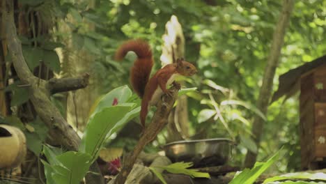 Cute-red-squirrel-on-a-tree-eating-nut,-animals-and-nature