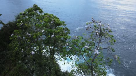 Aerial-HDR-footage-of-a-pelicans-nest-in-a-tree-at-the-south-pacific-coast