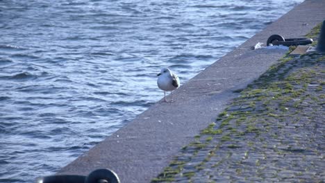Seagull-strolling-down-the-pier