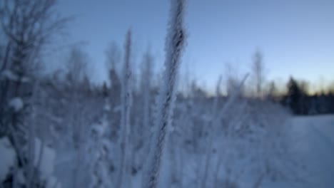 Very-frozen-branch-at-sunset