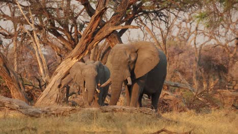Two-elephant-bulls-wander-between-trees-towards-the-camera-in-golden-light,-Khwai-Botswana