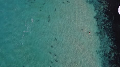 People-swimming-close-to-sharks-in-dangerous-tropical-waters-on-a-sunny-day---Aerial-view