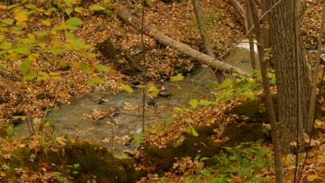Blick-Auf-Den-Fließenden-Bach,-Mit-Gelben-Blättern-Bedeckter-Wald,-Herbstliche-Waldidylle