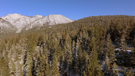 Flyover-Douglas-Fir-trees-towards-snow-capped-mountains-on-a-beautiful-winter-day-in-Lake-Tahoe