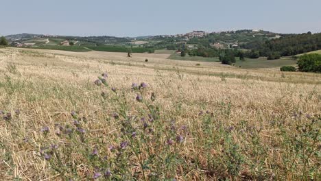 Dry-Field-in-Italy-during-Hot-Summer-Time