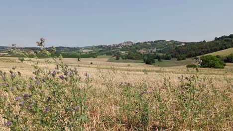 Steady-shot-from-field-in-Central-Italy-with-Flowers-in-foreground