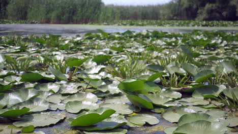 Vegetación-Específica-En-Lago-Salvaje