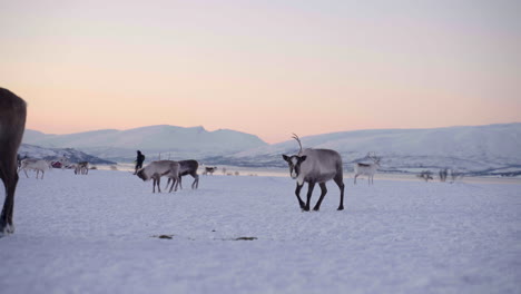 Person-walks-among-domesticated-reindeer-in-their-winter-pasture
