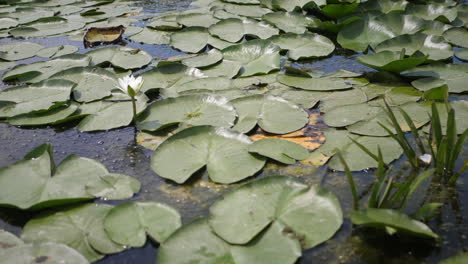 Wasserblumen-Auf-Dem-Wilden-Schönen-See