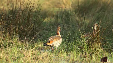 Two-Egyptian-geese-and-a-jakana-walking-in-side-light-beside-the-Khwai-River,-Botswana