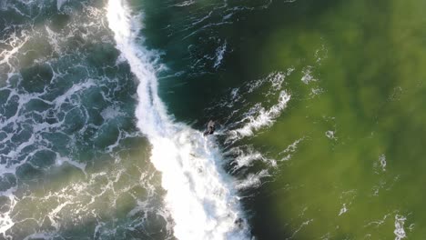 Birds-eye-view-of-surfer-sitting-in-a-lime-green-ocean-with-hints-of-dark-blue,-paddling-between-the-sea-foam,-trying-to-catch-a-wave-in-the-warm-afternoon-light-being-blocked-by-apartment-buildings