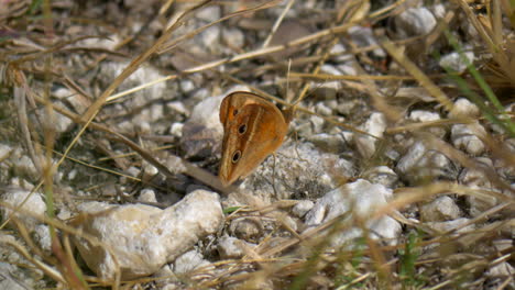 Schöner-Schmetterling,-Der-Auf-Weißen-Steinen-Auf-Dem-Boden-Steht