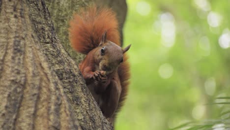 Süßes-Rotes-Eichhörnchen-Auf-Einem-Baum,-Der-Nüsse,-Tiere-Und-Natur-Isst