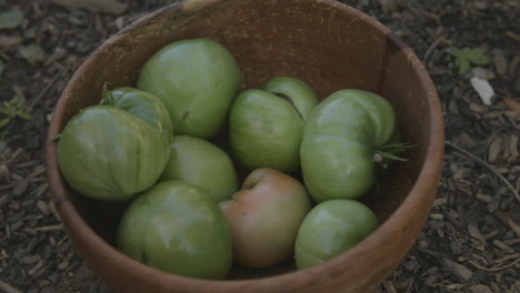 A-bowl-of-green-tomatoes-that-is-getting-more-and-more-tomatoes-added-to-it