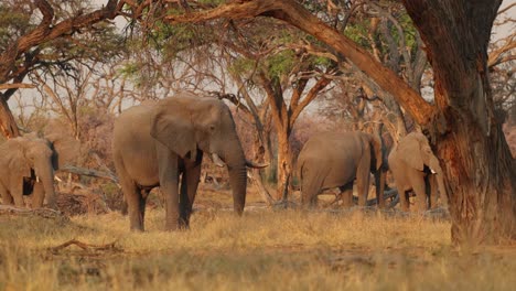 A-group-of-elephants-grazing-in-golden-light-between-big-trees-in-Khwai,-Botswana