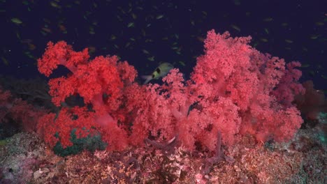 Red-soft-corals-on-coral-reef-with-dark-blue-ocean-in-background