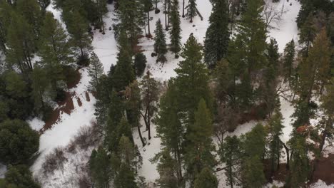 Snowy-mountainside-and-pine-forest-in-the-Tehachapi,-California-mountain-range-in-winter---aerial-view