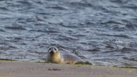 Young-pup-common-seal-looking-for-mother,-lying-on-beach,-rough-sea,-handheld