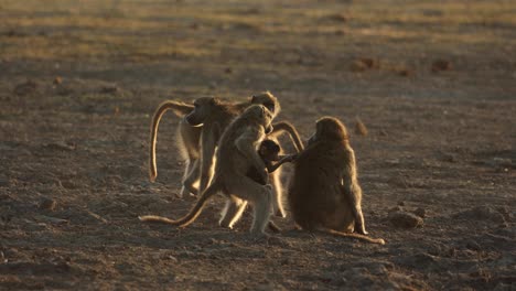 Baboon-family-playing-in-morning-side-light-on-a-dusty-pan,-Khwai-Botswana