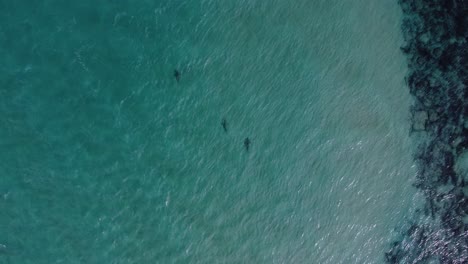 Aerial-view-above-sharks-diving-in-shallow,-turquoise-water---Birds-eye,-drone-shot