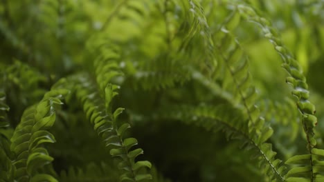Green-vibrant-fern-plant-growing-in-deep-forest,-macro-close-up-view