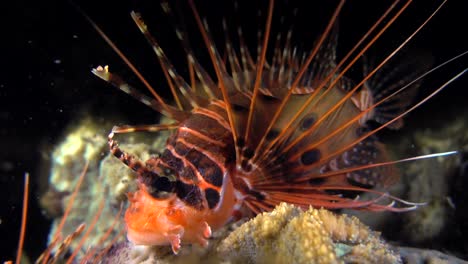 Spotfin-Lionfish-swimming-over-coral-reef-at-night,-close-up-shot