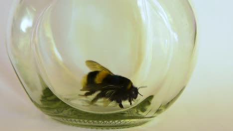 Large-bumblebee-trapped-in-a-glass-jar,-trying-to-take-off,-white-background-light,-closeup-shot