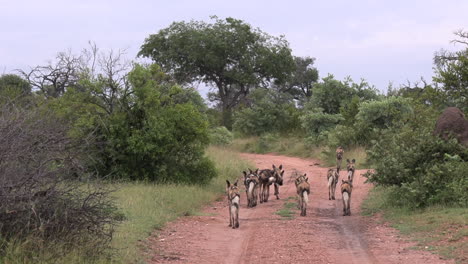 A-pack-of-African-Wild-Dogs,-also-know-as-painted-dogs-or-cape-dogs,-walking-down-a-dirt-path-in-Africa