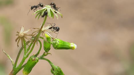Ants-gathering-seeds-from-a-dandelion-in-the-garden,-close-up,-slowmo