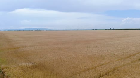 Drohne-Fliegt-über-Maisfelder-In-Richtung-Goldenes-Weizenfeld