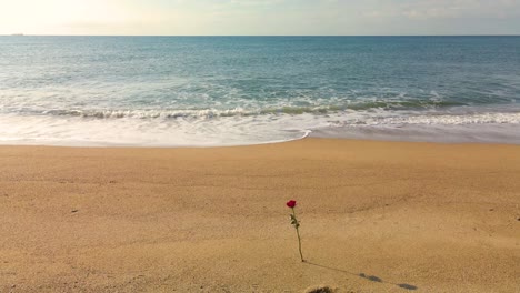 Rote-Rose-An-Einem-Wunderschönen-Strand-Mit-Kleinen-Wellen-Costa-Brava-Barcelona-Spanien