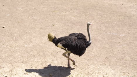 Common-Ostrich-Walks-Around-During-Sunny-Weather-At-The-Zoo