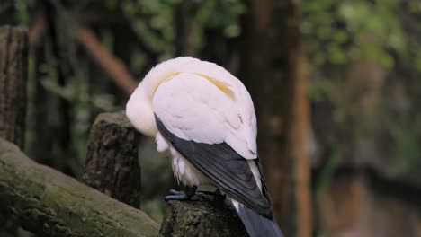 Pied-Imperial-Pigeon-perched-on-gain-cleaning-his-feathers