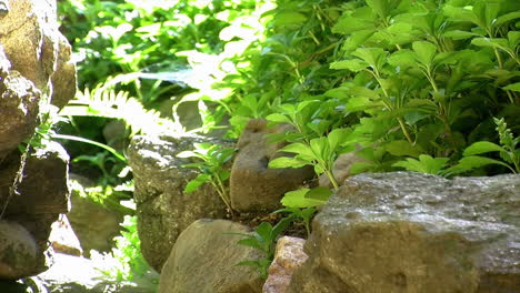 Pachysandra-and-ferns-overgrowing-an-old-stone-wall