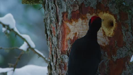A-black-woodpecker-is-inspecting-a-hole-on-a-snowy-tree