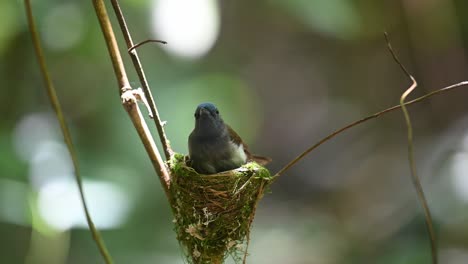 Papamoscas-Azul-De-Nuca-Negra,-Hypothymis-Azurea,-Kaeng-Krachan,-Tailandia