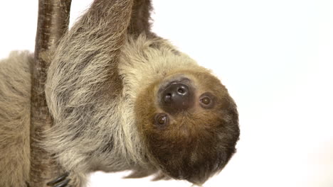 Sloth-upside-down-hanging-on-a-tree-branch-white-background