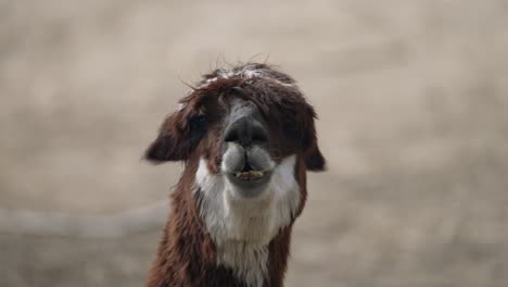 Close-Up-Of-Alpaca-Chewing-Grass