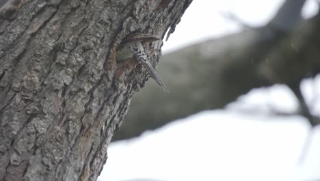 A-Northern-Flicker-Bird-Exiting-A-Hollow-Tree-Cavity-During-A-Snow-Storm,-Ontario