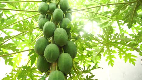 Gruppe-Von-Grünen-Papaya-Auf-Dem-Baum,-Papaya-Auf-Einer-Pflanze-Der-Papayabaum
