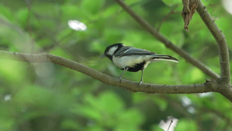Close-Up-Of-A-Japanese-Tit-Perching-On-A-Tree-Branch