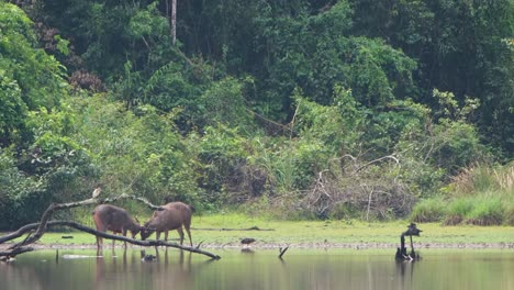 Sambar-Deer,-Rusa-unicolor,-Thailand