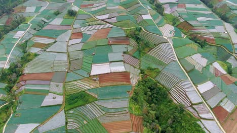 Leek-plantation-by-Mount-Sumbing-terraced-fields-patchwork-aerial-view